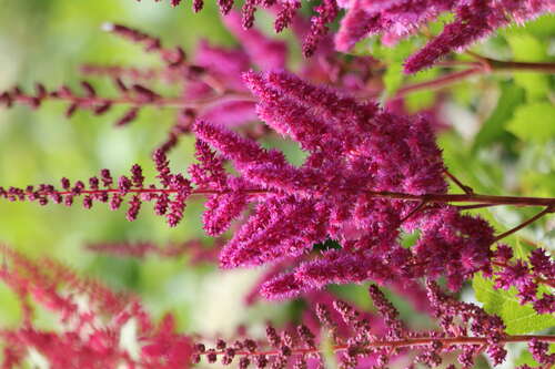 Bild von Astilbe chinensis Visions in Red
