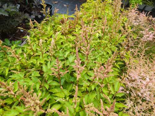 Bild von Astilbe chinensis Finale