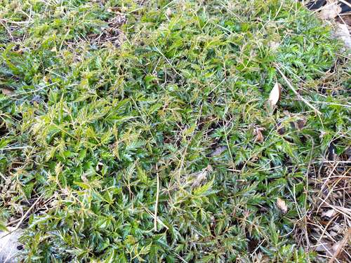 Bild von Astilbe x-glaberrima saxatilis