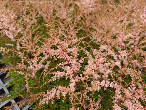 Bild von Astilbe x-glaberrima Sprite