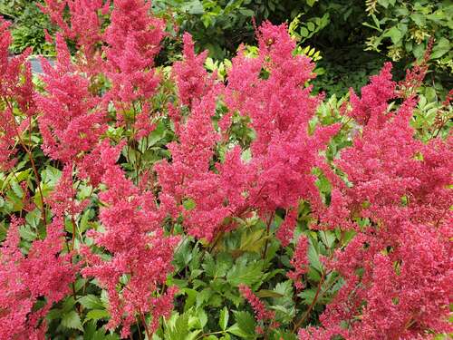 Bild von Astilbe x-japonica Montgomery