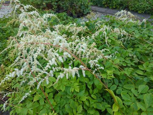 Bild von Thunbergs Garten-Prachtspiere