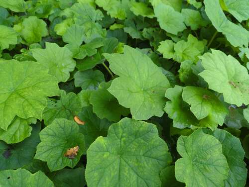 Bild von Astilboides tabularis