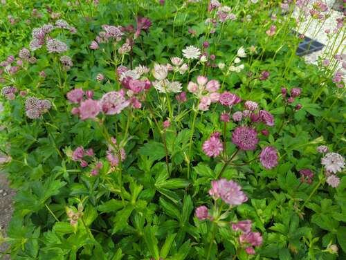 Bild von Astrantia major Primadonna