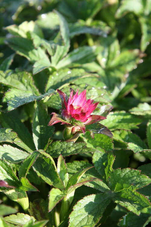 Bild von Astrantia major Roma