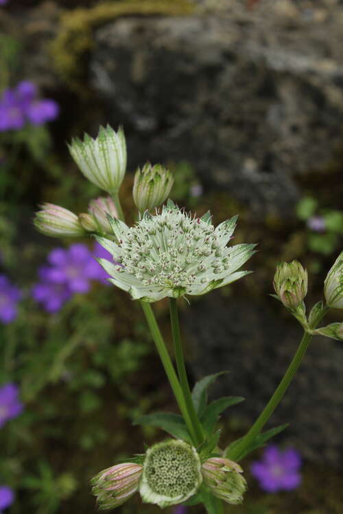 Bild von Astrantia major Snow Star