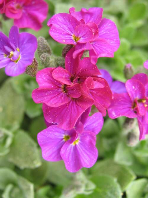 Bild von Garten-Blaukissen