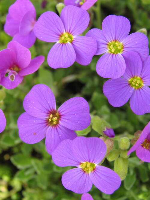 Bild von Aubrieta x-cult. Blaumeise