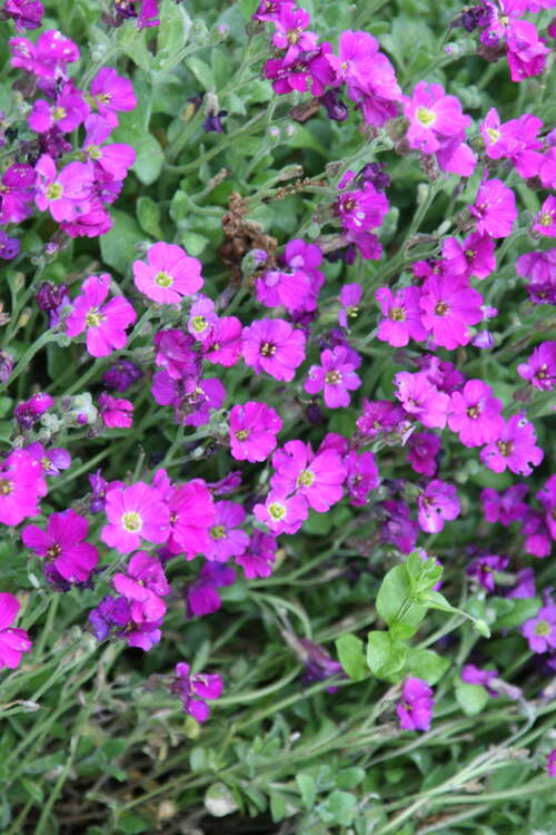 Bild von Aubrieta x-cult. Red Carpet