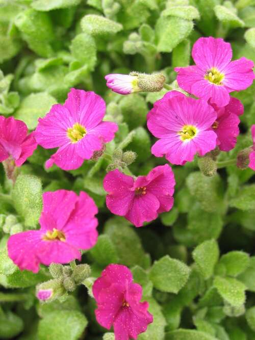 Bild von Aubrieta x cult., rot,