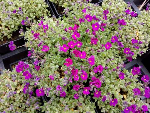 Bild von Aubrieta x-cult. Rubinfeuer