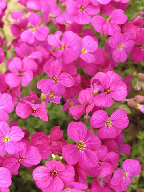 Bild von Aubrieta x-cult. Red Dyke