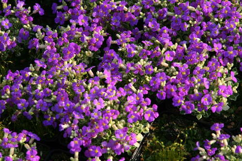 Bild von Aubrieta x-cult. Silberrand