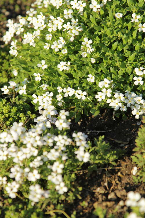 Bild von Aubrieta x-cult. weiß