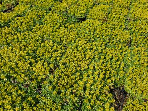 Bild von Azorella trifurcata Nana