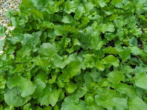 Bild von Barbarea vulgaris