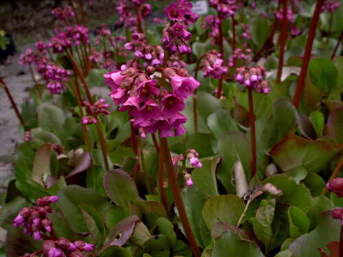 Bild von Bergenia cordifolia Rotblum