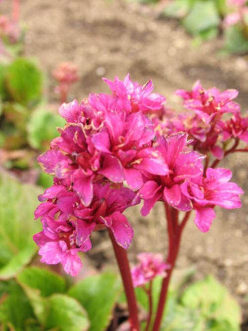 Bild von Bergenia cordifolia Abendglut