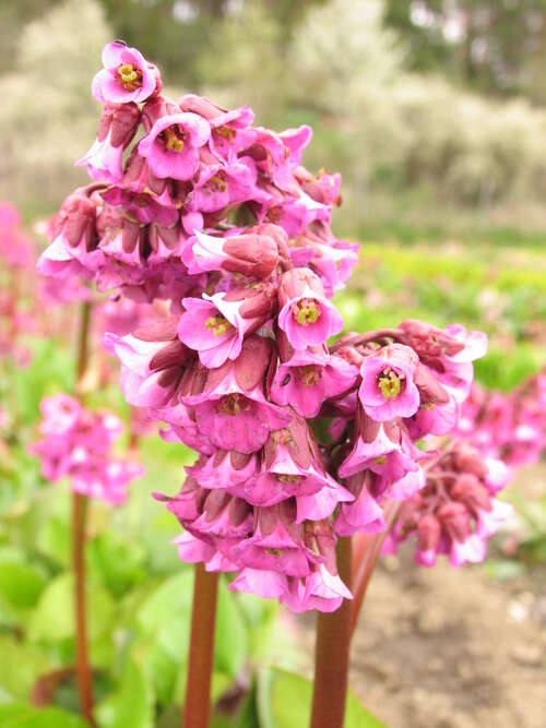 Bild von Bergenia cordifolia Admiral