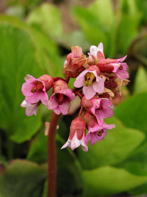 Bild von Bergenia cordifolia Baby Doll