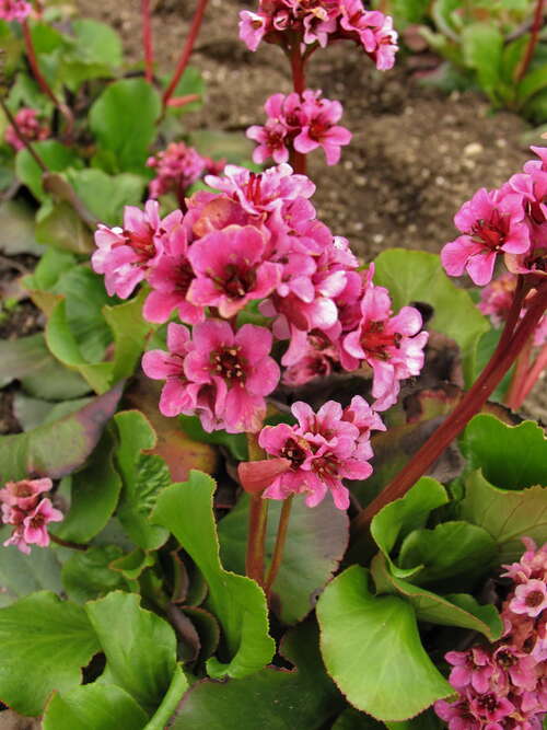 Bild von Bergenia cordifolia Herbstblüte
