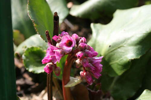 Bild von Bergenia cordifolia Morgenröte