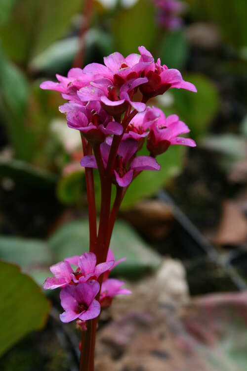 Bild von Bergenia cordifolia Purpurglocken