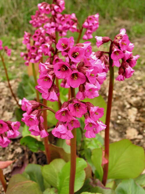 Bild von Bergenia cordifolia Rote-Schwester