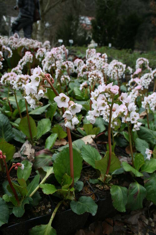 Bild von Bergenia cordifolia Schneekissen