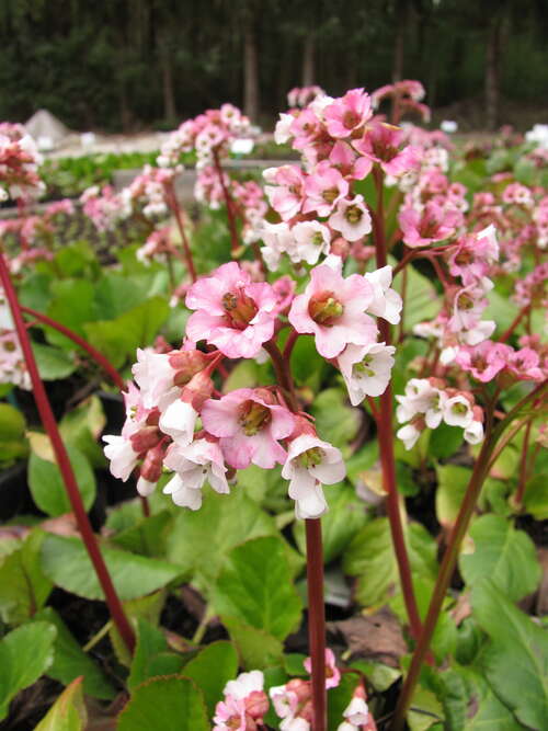 Bild von Bergenia cordifolia Schneekönigin