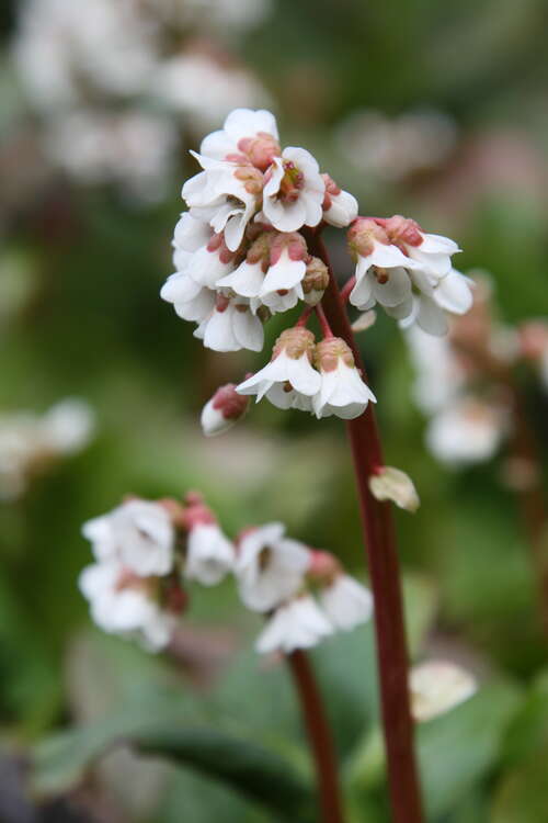 Bild von Bergenia cordifolia Silberlicht