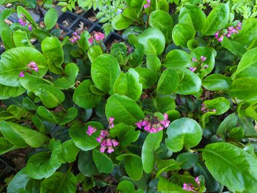 Bild von Garten-Bergenie