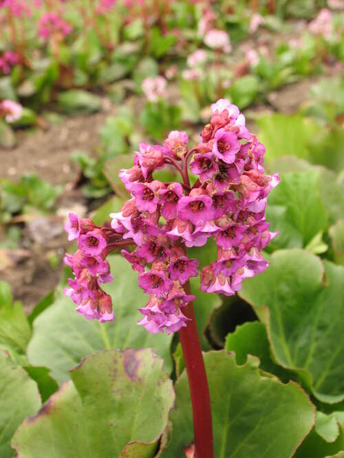 Bild von Bergenia purpurascens
