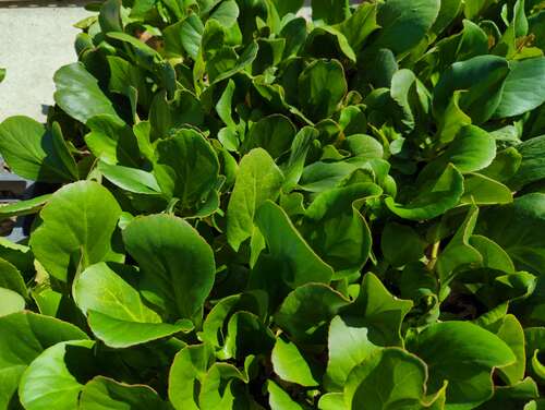 Bild von Garten-Bergenie, Garten-Riesen