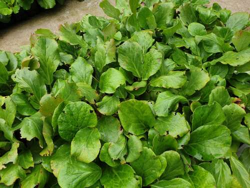 Bild von Garten-Bergenie