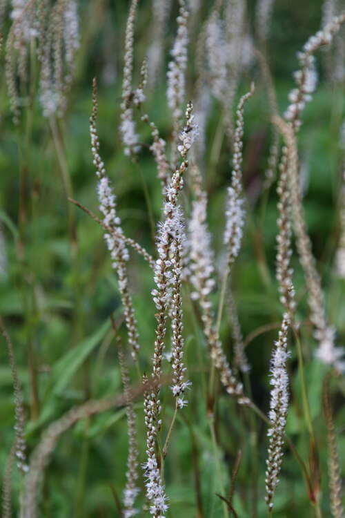 Bild von Persicaria amplexicaulis Alba