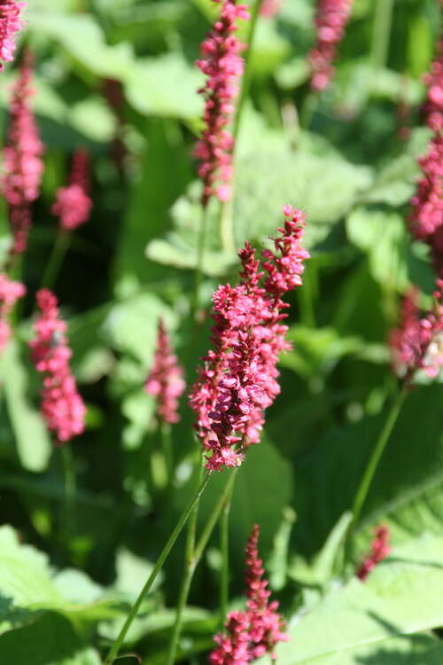 Bild von Persicaria amplexicaulis Atropurpurea
