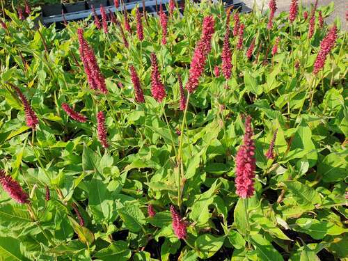 Bild von Garten-Kerzenknöterich