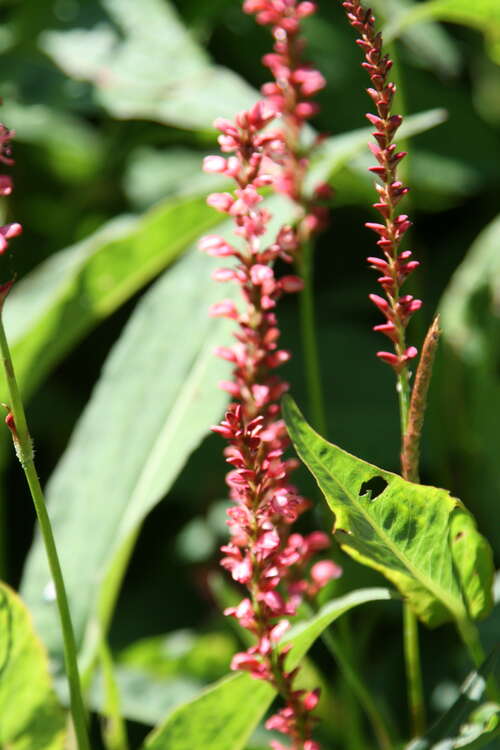 Bild von Persicaria amplexicaulis Orange Field