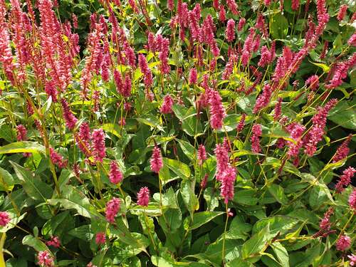 Bild von Persicaria amplexicaulis Heutinck