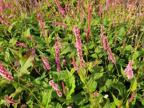 Bild von Kerzenknöterich