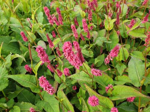 Bild von Persicaria amplexicaulis Lisan