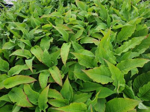 Bild von Kerzenknöterich