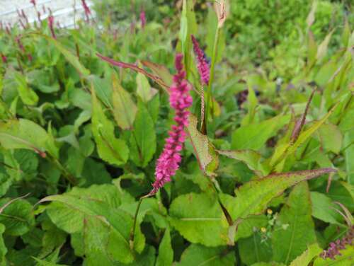 Bild von Persicaria amplexicaulis Sara