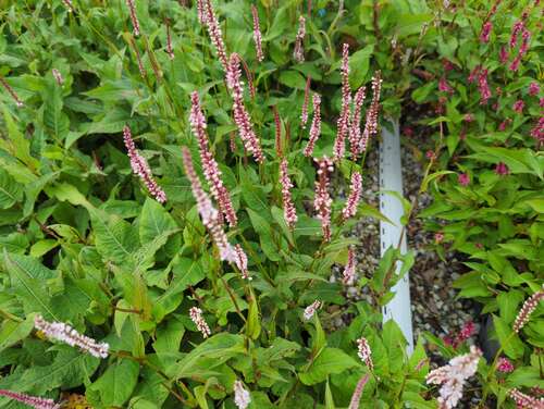 Bild von Kerzenknöterich