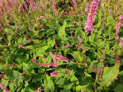 Bild von Kerzenknöterich