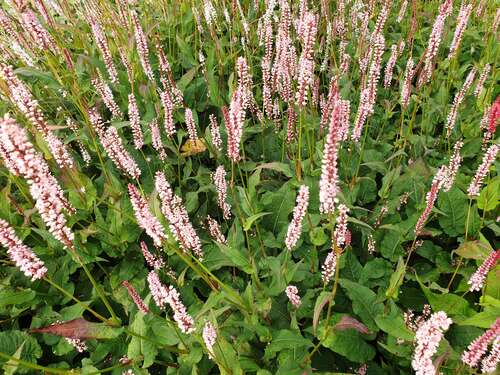 Bild von Kerzenknöterich