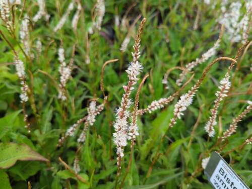 Bild von Kerzenknöterich