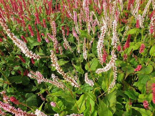 Bild von Kerzenknöterich