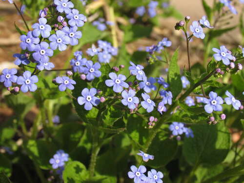 Bild von Brunnera macrophylla